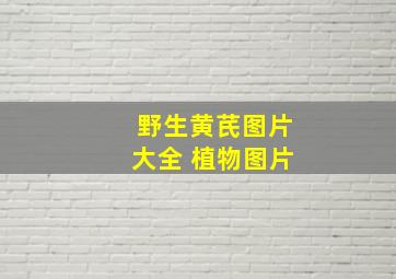 野生黄芪图片大全 植物图片